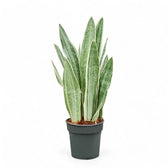 Dracaena (Sansevieria) trifasciata 'Metallica' potted plant in nursery pot on white background.