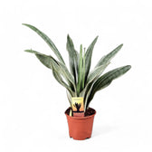 Dracaena (Sansevieria) trifasciata 'Metallica' potted plant in nursery pot on white background.