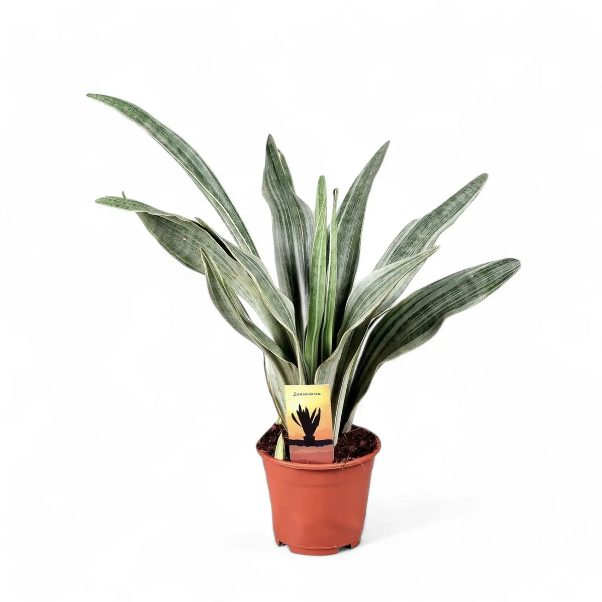 Dracaena (Sansevieria) trifasciata 'Metallica' potted plant in nursery pot on white background.