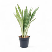 Dracaena (Sansevieria) trifasciata 'Metallica' potted plant in nursery pot on white background.