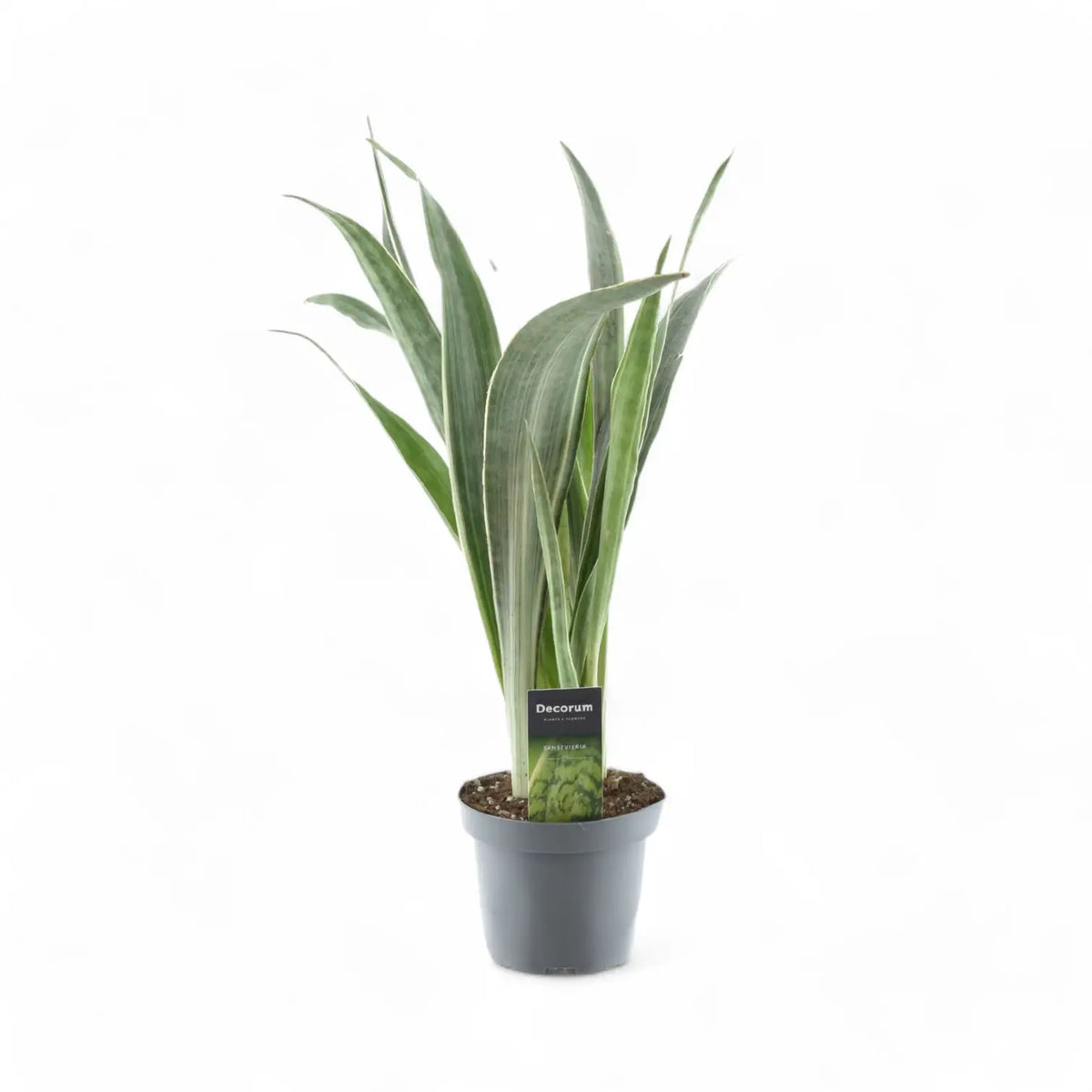 Dracaena (Sansevieria) trifasciata 'Metallica' potted plant in nursery pot on white background.