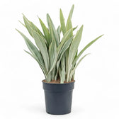 Dracaena (Sansevieria) trifasciata 'Metallica' potted plant in nursery pot on white background.