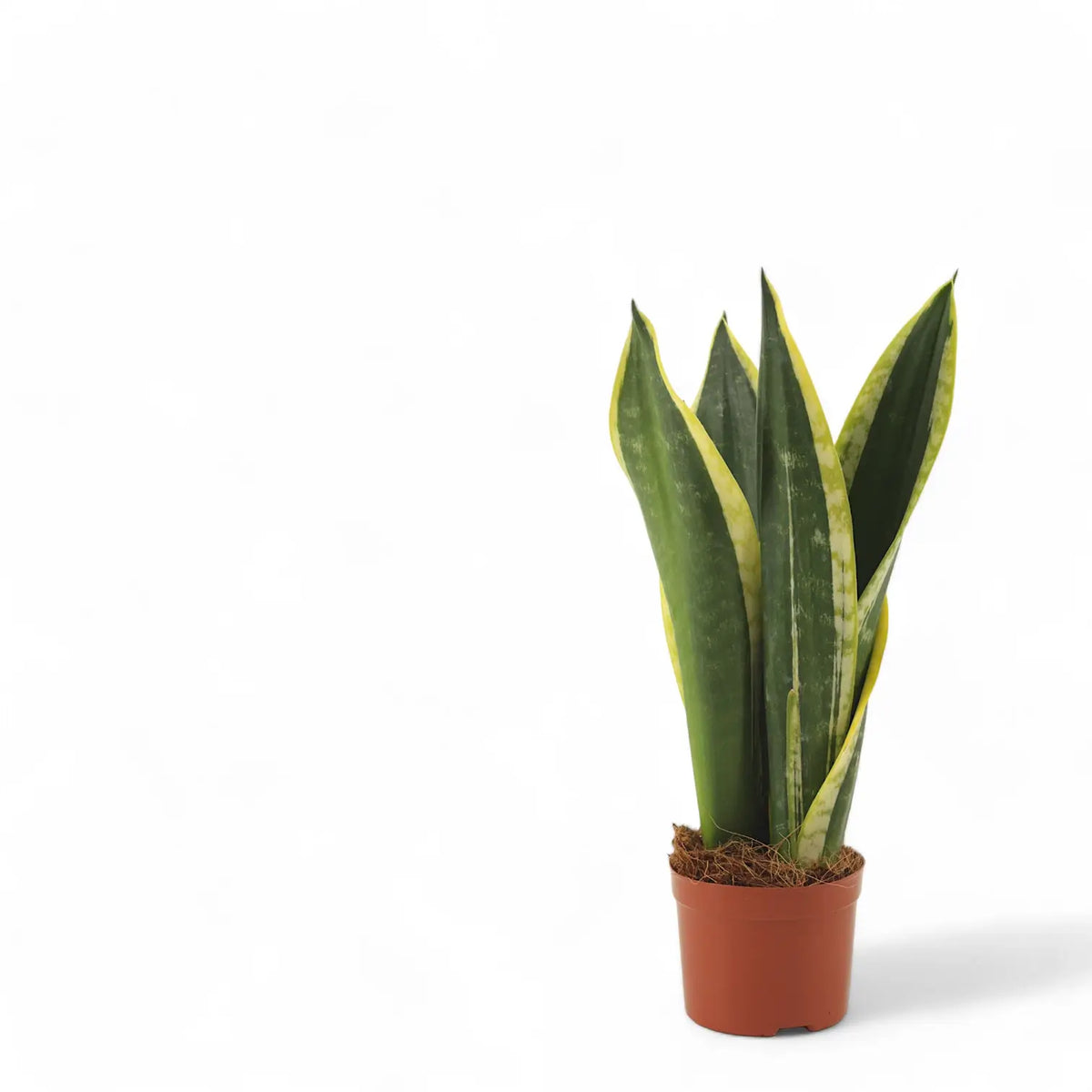 Dracaena (Sansevieria) trifasciata 'Night Shade' potted plant in nursery pot on white background.