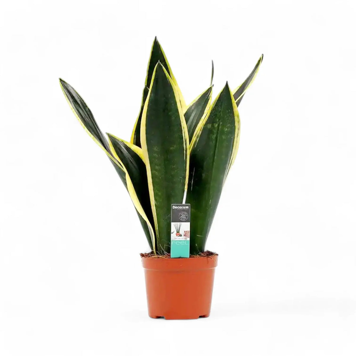 Dracaena (Sansevieria) trifasciata 'Night Shade' potted plant in nursery pot on white background.