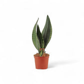 Dracaena (Sansevieria) trifasciata 'Silver Flame' potted plant in nursery pot on white background.