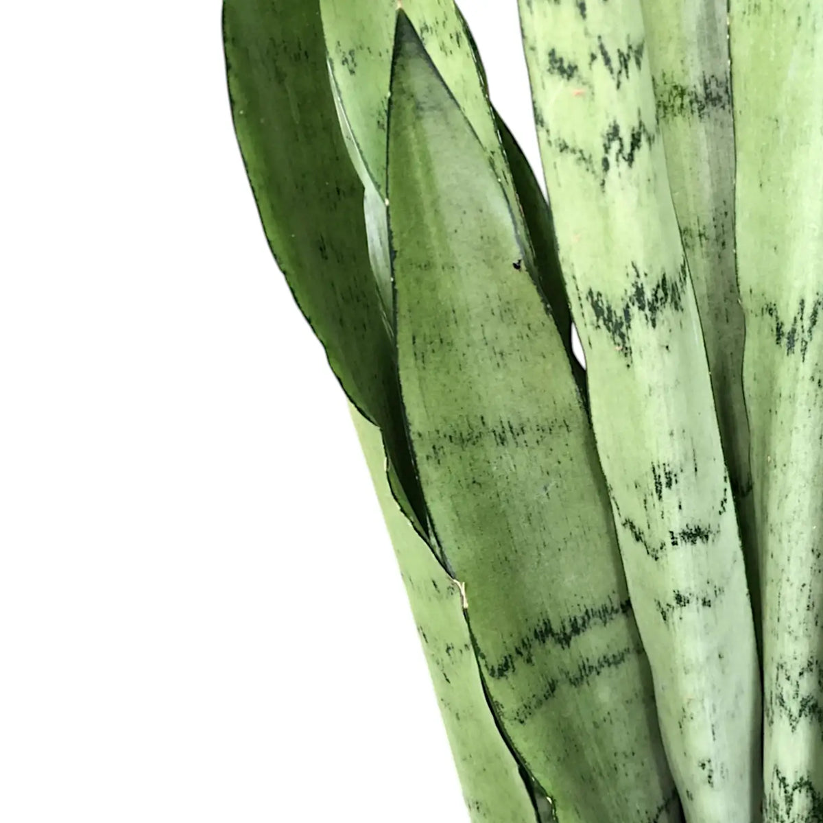 Dracaena (Sansevieria) trifasciata 'Silver Mist' leaf detail on white background.