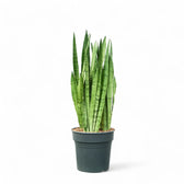 Dracaena (Sansevieria) trifasciata 'Silver Mist' potted plant in nursery pot on white background.