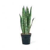 Dracaena (Sansevieria) trifasciata 'Silver Mist' potted plant in nursery pot on white background.