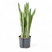 Dracaena (Sansevieria) trifasciata 'Silver Mist' potted plant in nursery pot on white background.