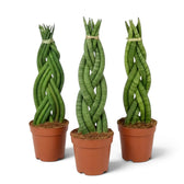 Three potted Dracaena angolensis 'Twister' plants with braided cylindrical green leaves