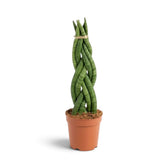 Dracaena angolensis 'Twister' with tall cylindrical green leaves braided together