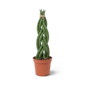 Potted Dracaena angolensis 'Twister' with braided cylindrical green leaves rising from the base