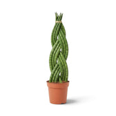 Dracaena angolensis 'Twister' with upright braided cylindrical green leaves