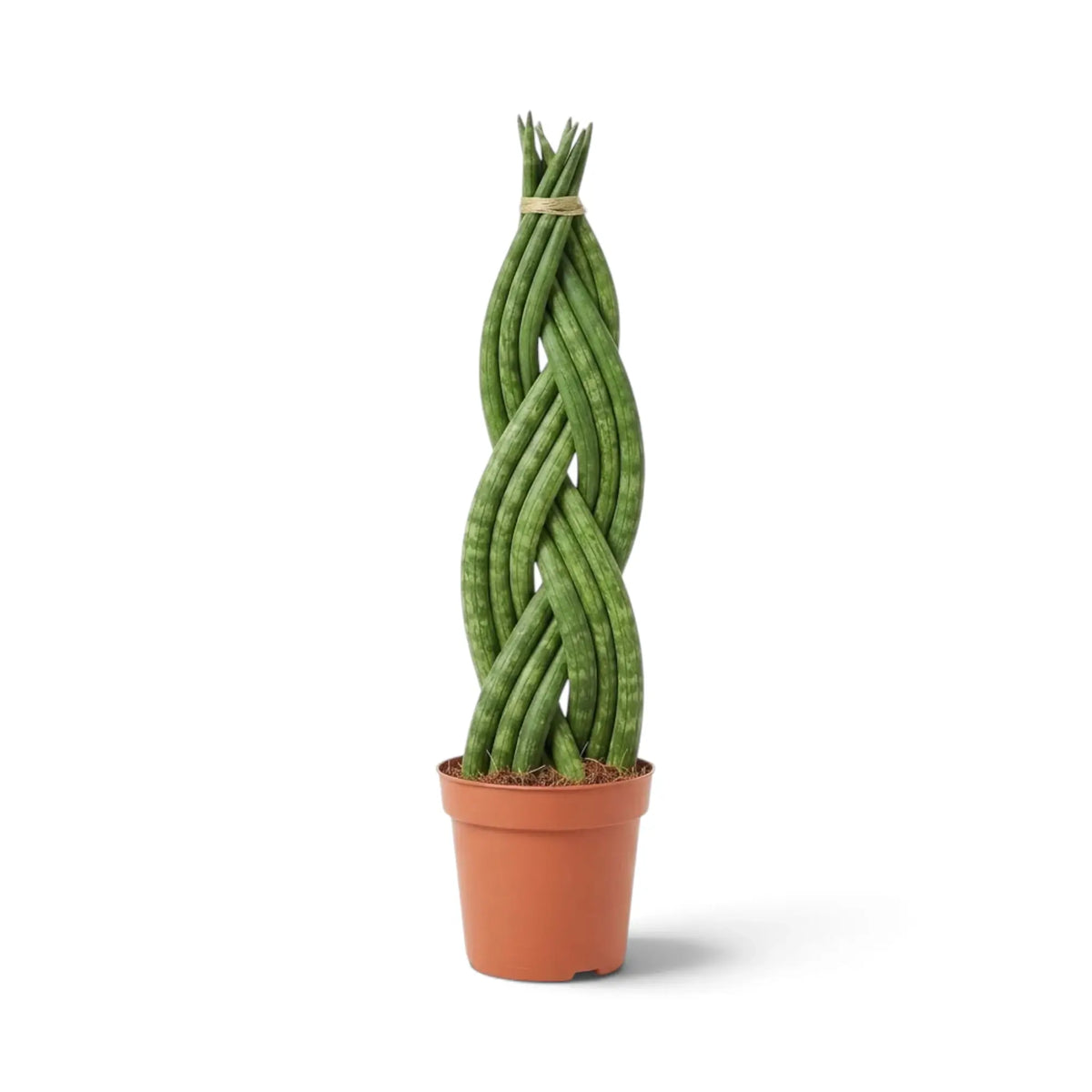 Dracaena angolensis 'Twister' with upright braided cylindrical green leaves