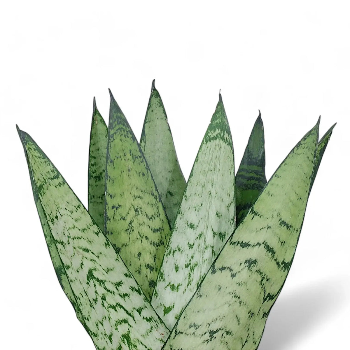 Dracaena (Sansevieria) zeylanica 'Fan' leaf detail on white background.