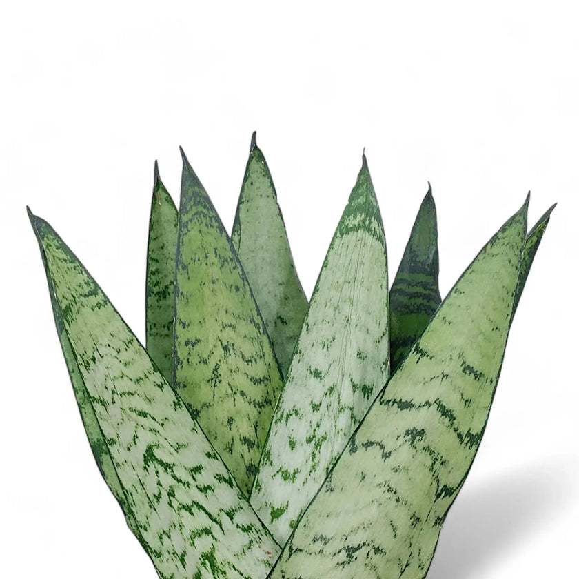 Dracaena (Sansevieria) zeylanica 'Fan' leaf detail on white background.
