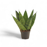Dracaena (Sansevieria) zeylanica 'Fan' potted plant in nursery pot on white background.