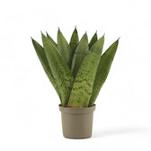 Dracaena (Sansevieria) zeylanica 'Fan' potted plant in nursery pot on white background.