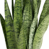 Dracaena zeylanica foliage detail showing narrow fleshy leaves and irregular dark cross-bands