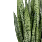 Close-up of dense Dracaena zeylanica foliage with dark green bands on lighter green leaves