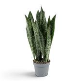 Large potted Dracaena zeylanica showing dense upright banded foliage