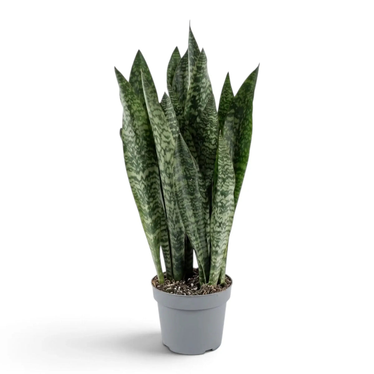 Large potted Dracaena zeylanica showing dense upright banded foliage
