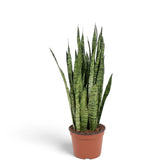 Large Dracaena zeylanica forming a full upright clump of patterned green leaves