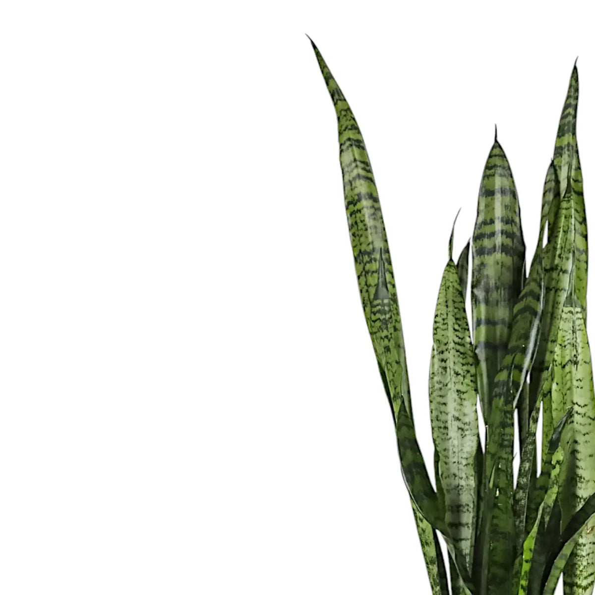 Dracaena (Sansevieria) zeylanica 'Narrow' leaf detail on white background.