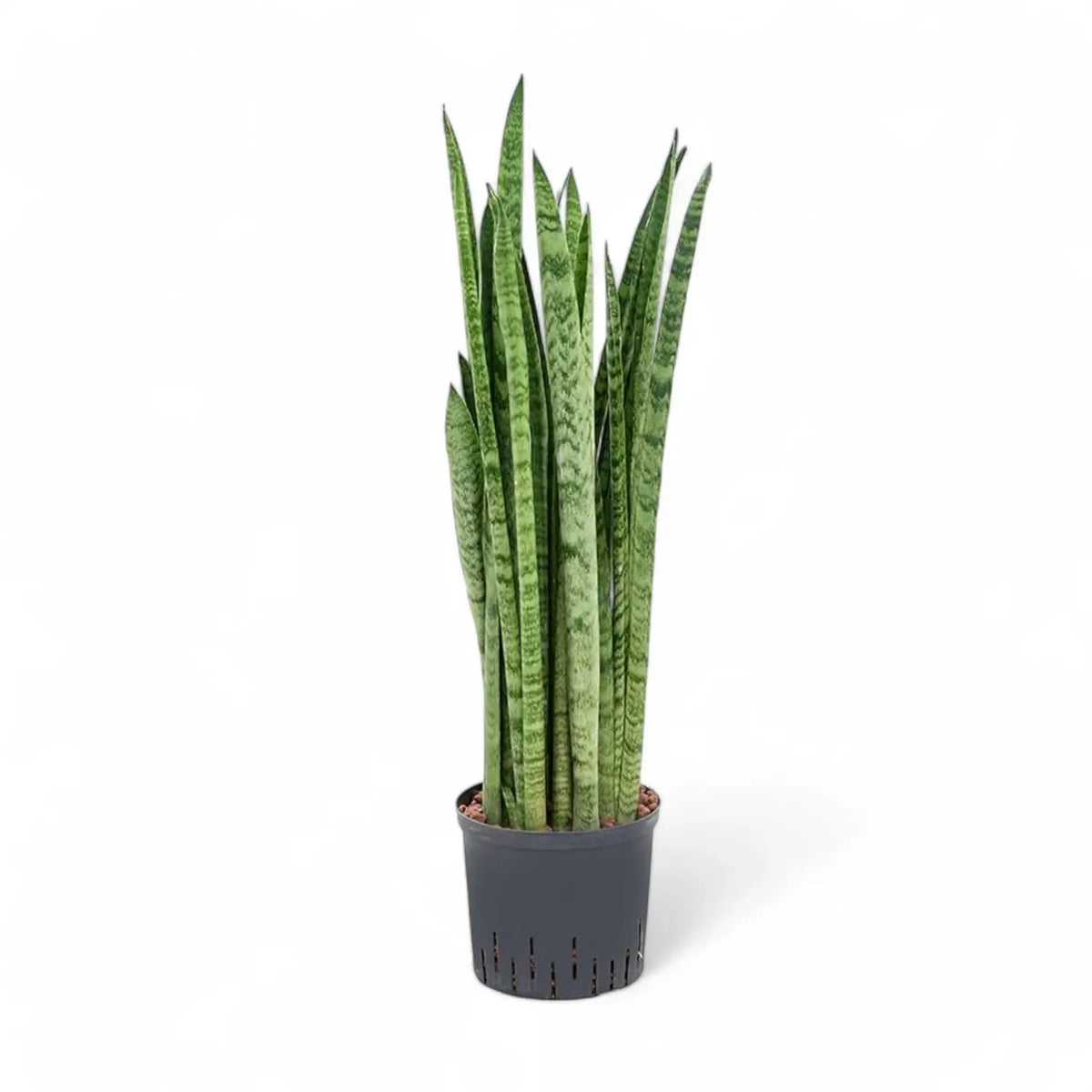 Dracaena (Sansevieria) zeylanica 'Narrow' potted plant in nursery pot on white background.