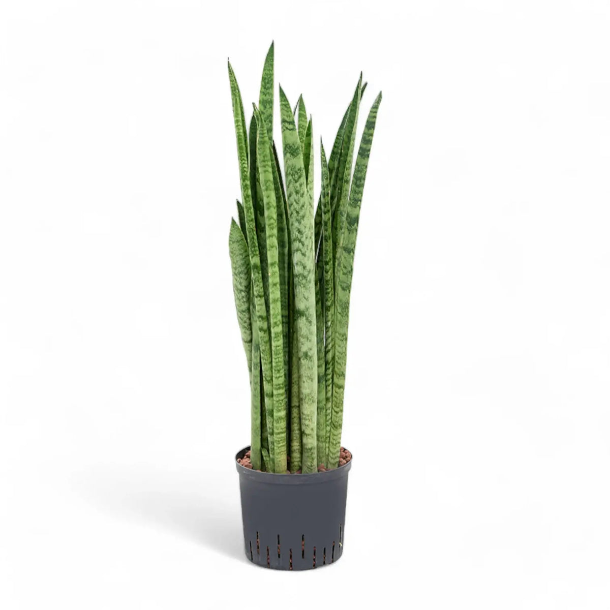 Dracaena (Sansevieria) zeylanica 'Narrow' potted plant in nursery pot on white background.