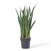 Dracaena (Sansevieria) zeylanica 'Narrow' potted plant in nursery pot on white background.