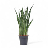 Dracaena (Sansevieria) zeylanica 'Narrow' potted plant in nursery pot on white background.