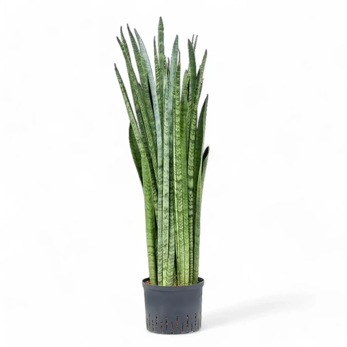 Dracaena (Sansevieria) zeylanica 'Narrow' potted plant in nursery pot on white background.