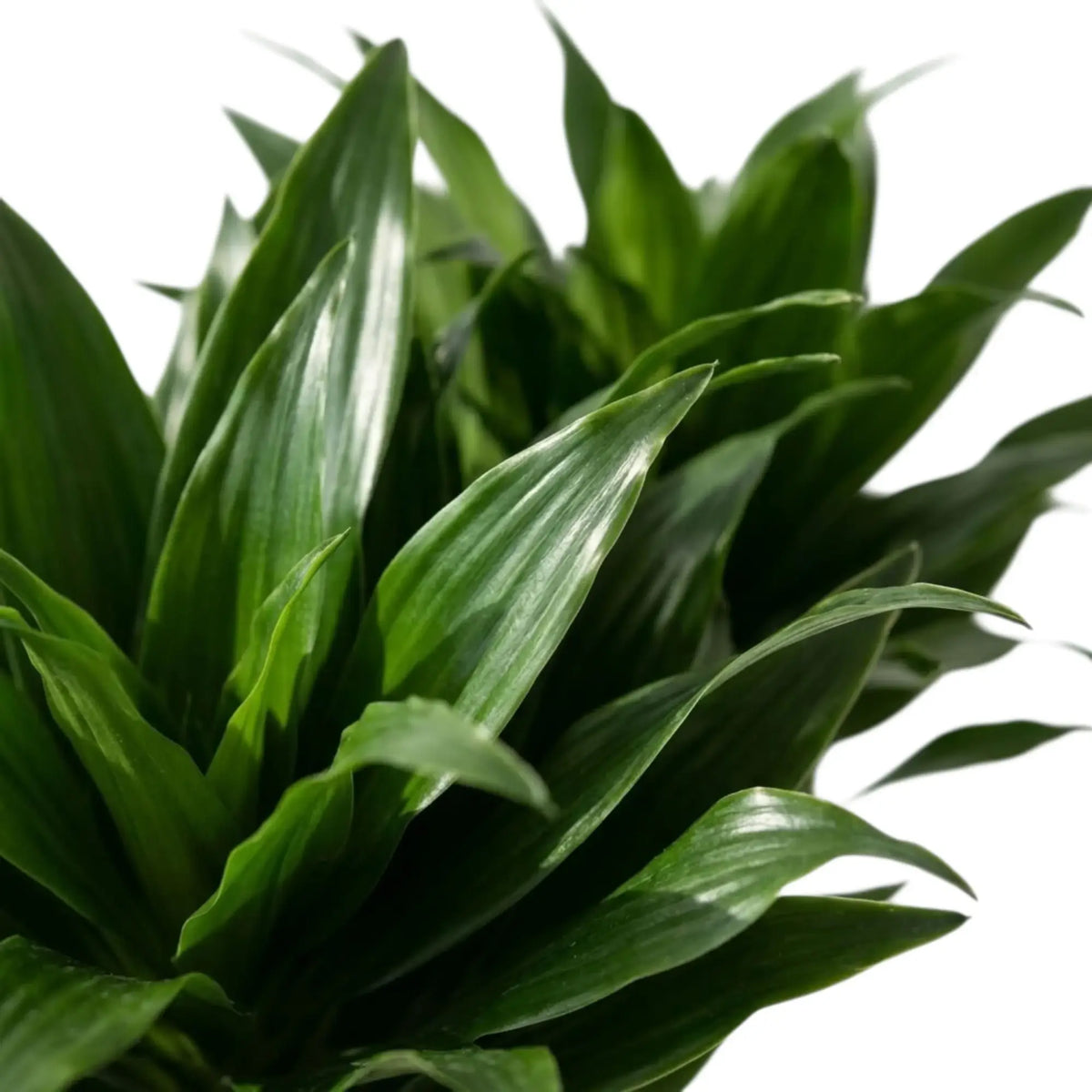 Close-up of short glossy dark green leaves on Dracaena fragrans ‘Compacta’