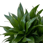 Close-up of short glossy dark green leaves on Dracaena fragrans ‘Compacta’