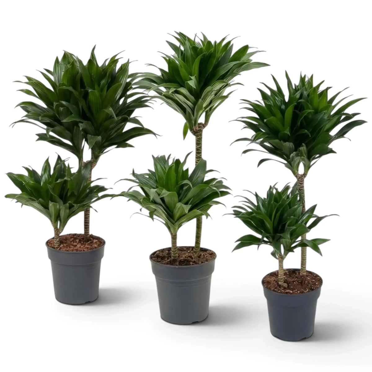 Large Dracaena fragrans ‘Compacta’ with short glossy dark green leaves