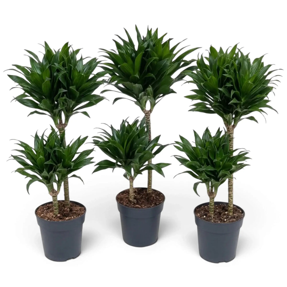Large Dracaena fragrans ‘Compacta’ with short glossy dark green leaves
