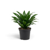 Small Dracaena fragrans ‘Compacta’ with short glossy dark green leaves