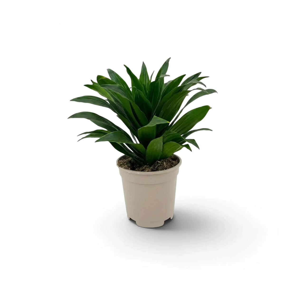 Small Dracaena fragrans ‘Compacta’ with short glossy dark green leaves