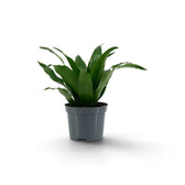 Small Dracaena fragrans ‘Compacta’ with short glossy dark green leaves