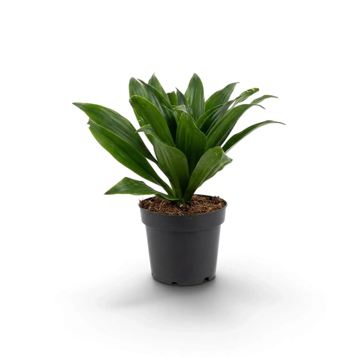 Small Dracaena fragrans ‘Compacta’ with short glossy dark green leaves