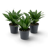 Small Dracaena fragrans ‘Compacta’ with short glossy dark green leaves