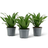 Small Dracaena fragrans ‘Compacta’ with short glossy dark green leaves