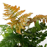 Close-up of Dryopteris erythrosora showing copper-orange young fronds above green foliage