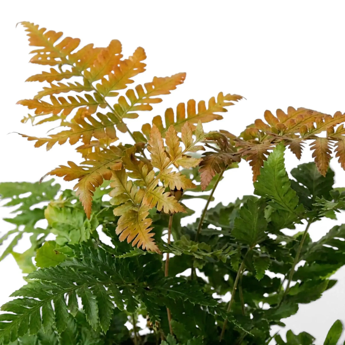 Close-up of Dryopteris erythrosora showing copper-orange young fronds above green foliage