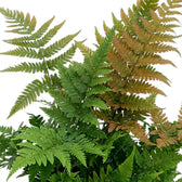 Layered Dryopteris erythrosora fronds in green, bronze and copper tones