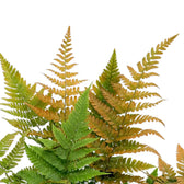 Close-up of Dryopteris erythrosora fronds changing from copper-orange to green