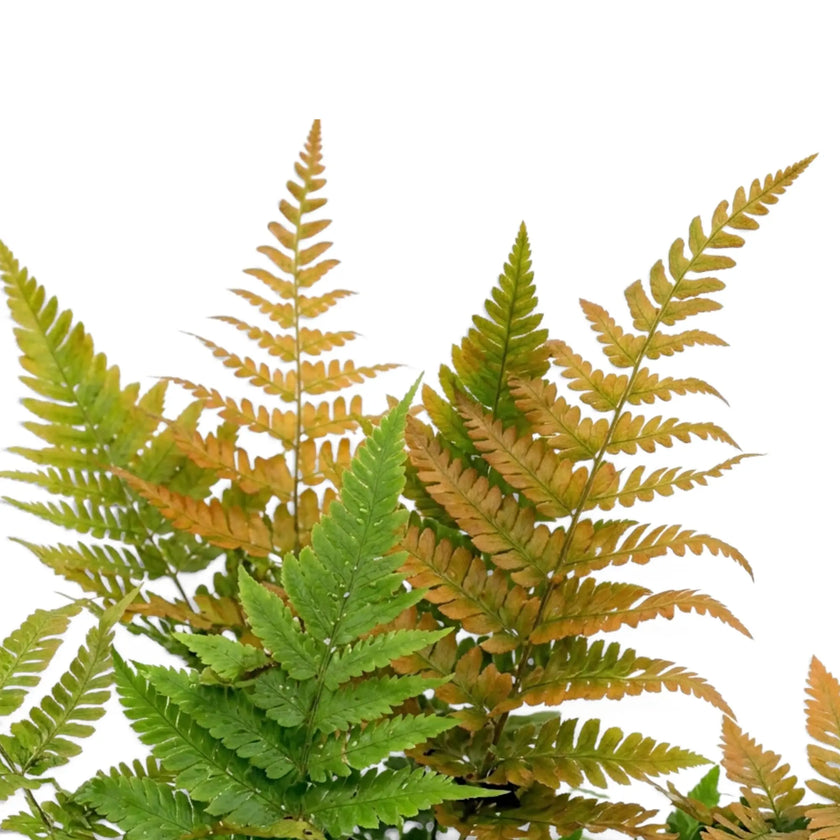 Close-up of Dryopteris erythrosora fronds changing from copper-orange to green