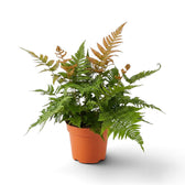 Dryopteris erythrosora with upright copper fronds rising above green foliage