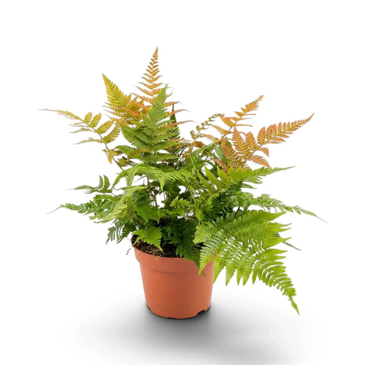 Dryopteris erythrosora with bright green fronds and bronze new growth in an orange nursery pot